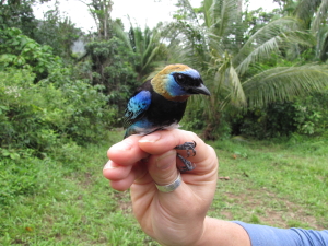 golder-hooded-tanager-300x225