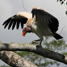 King vulture spread wing