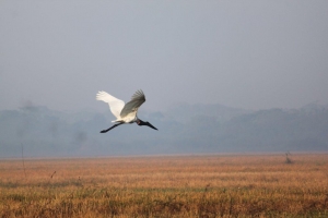 Jabiru Stork in Crooked Tree Wildlife Sanctuary
